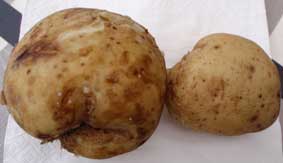 potatis